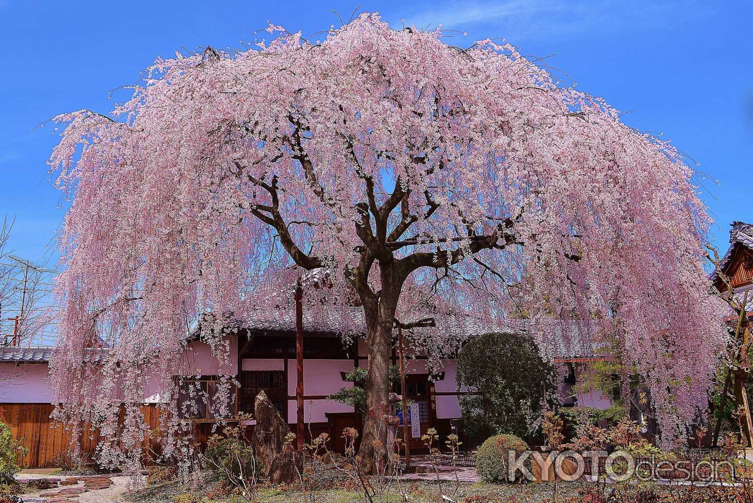 本満寺