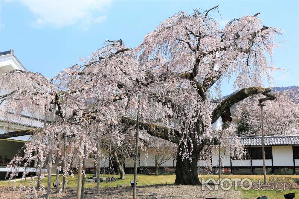 醍醐寺