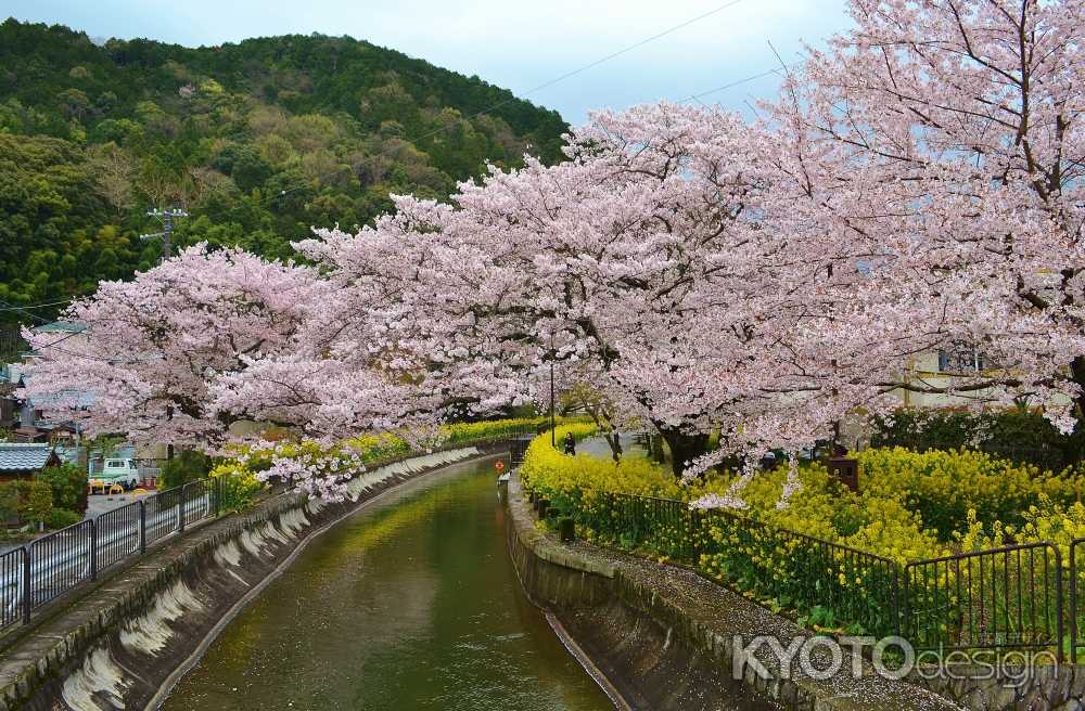 山科疎水