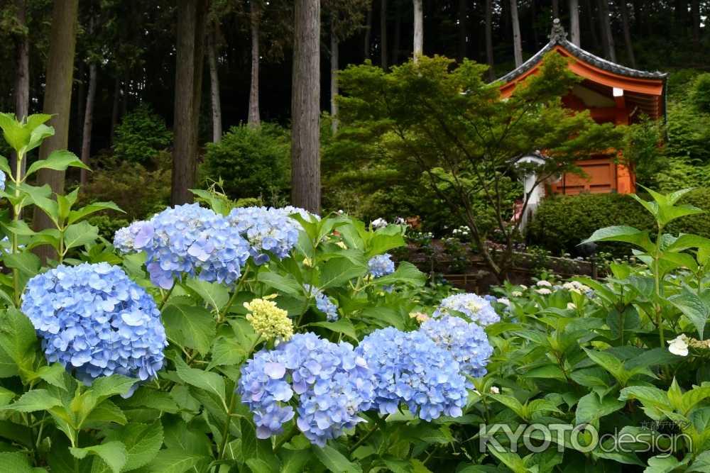 三室戸寺