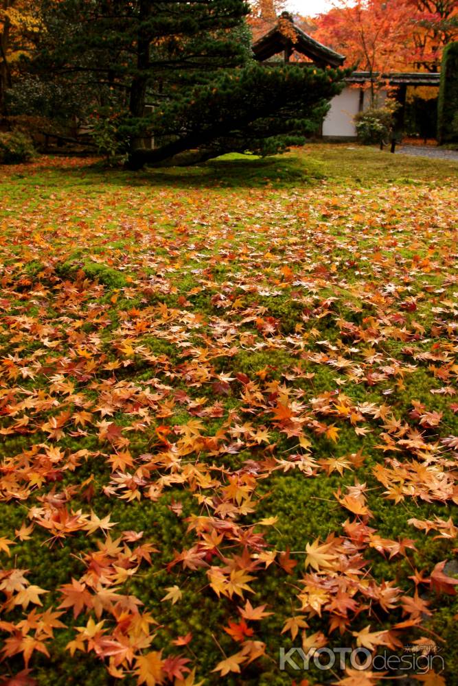 紅葉しぐれ