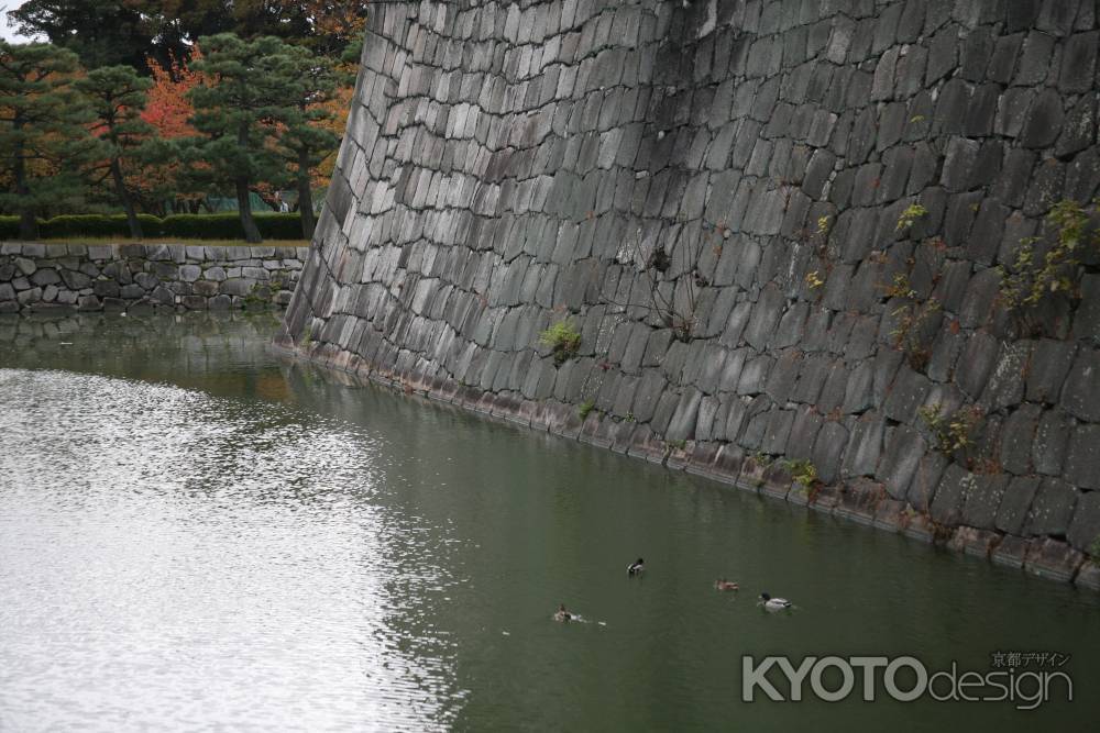 二条城　お堀のカモ