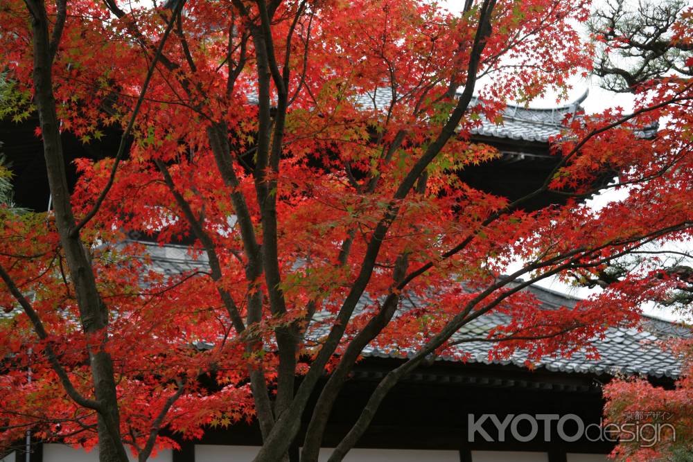 東福寺の鮮やかに紅葉した木