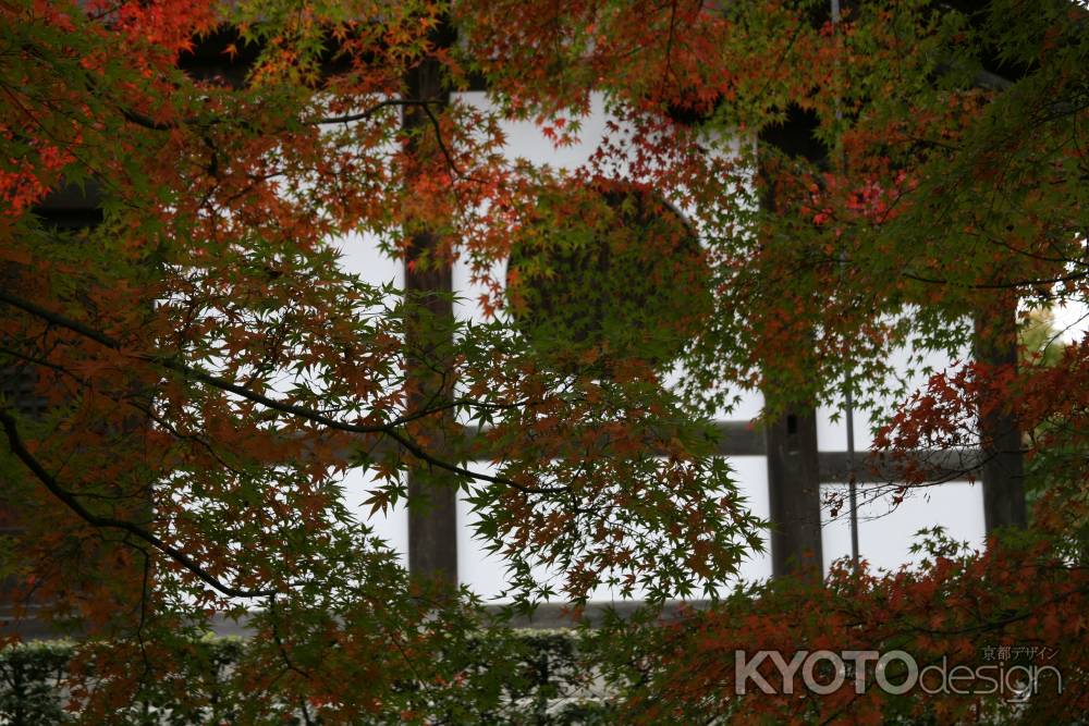 東福寺の徐々に色づく木