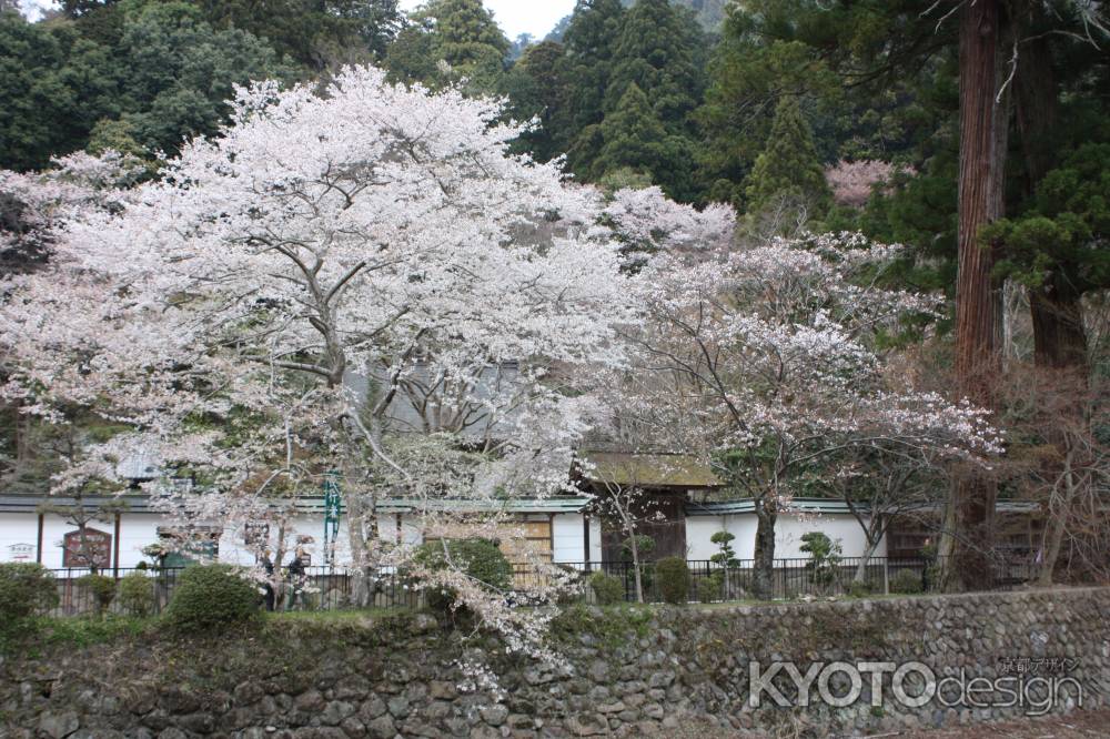 山桜