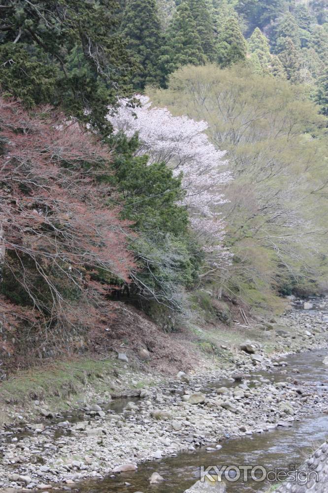 山桜と川