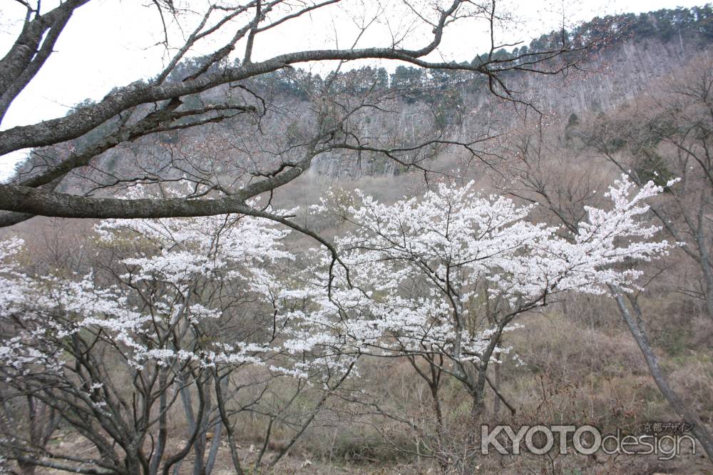 山桜