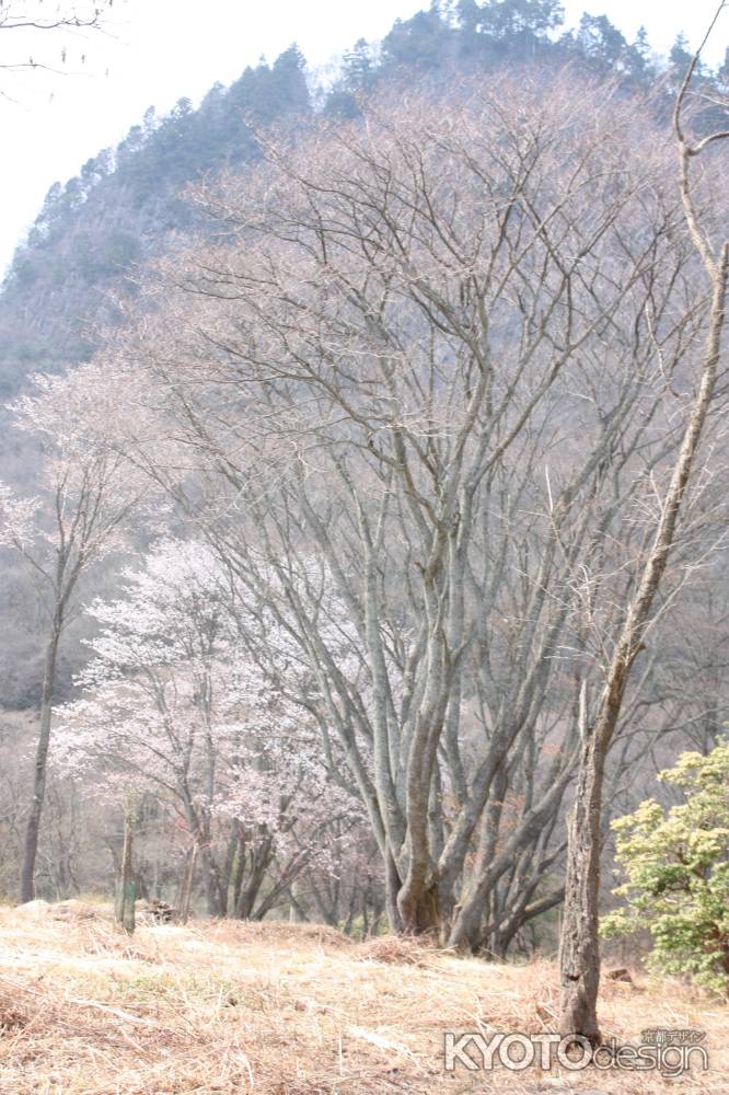 山桜