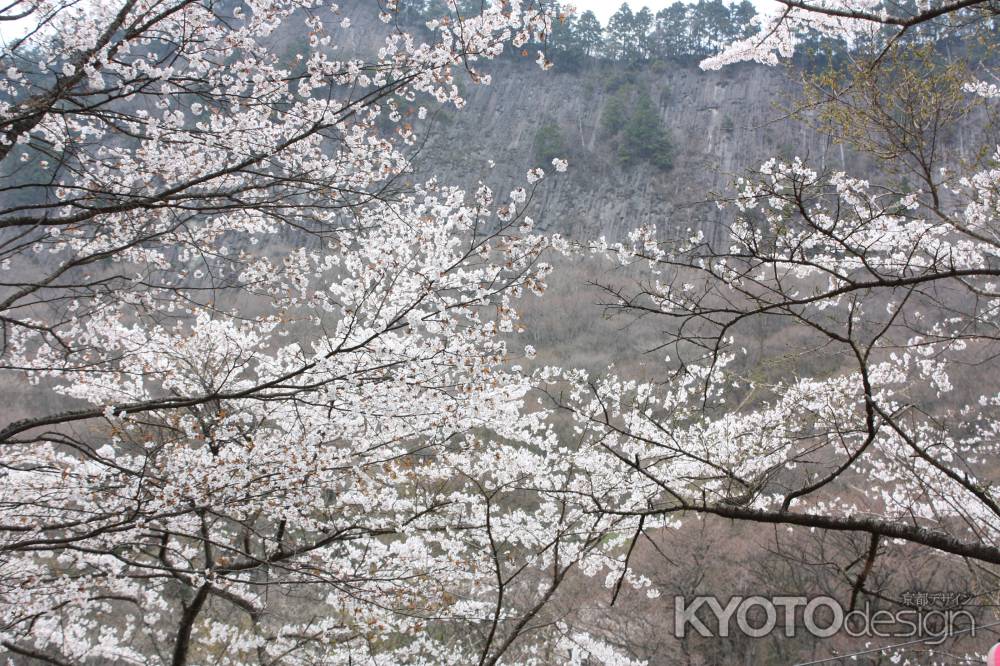 真っ白な山桜