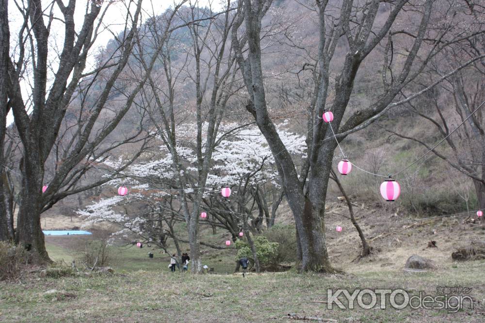 花見の提灯