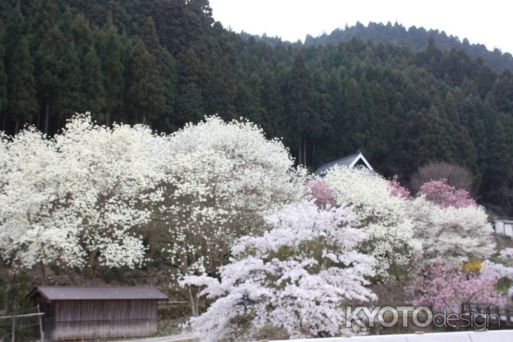 満開の桜