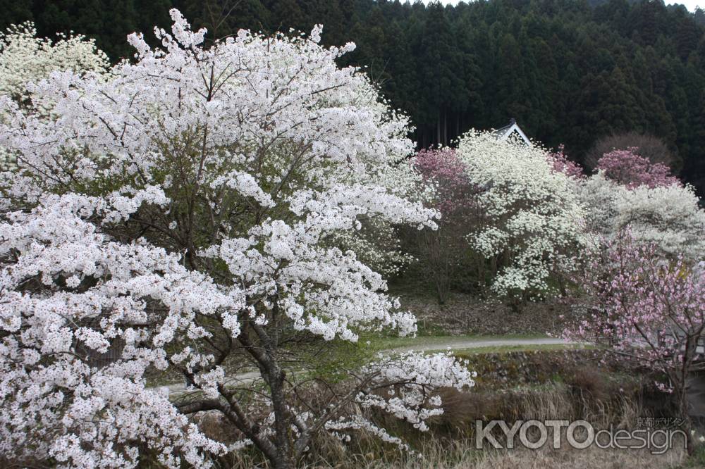 満開の桜