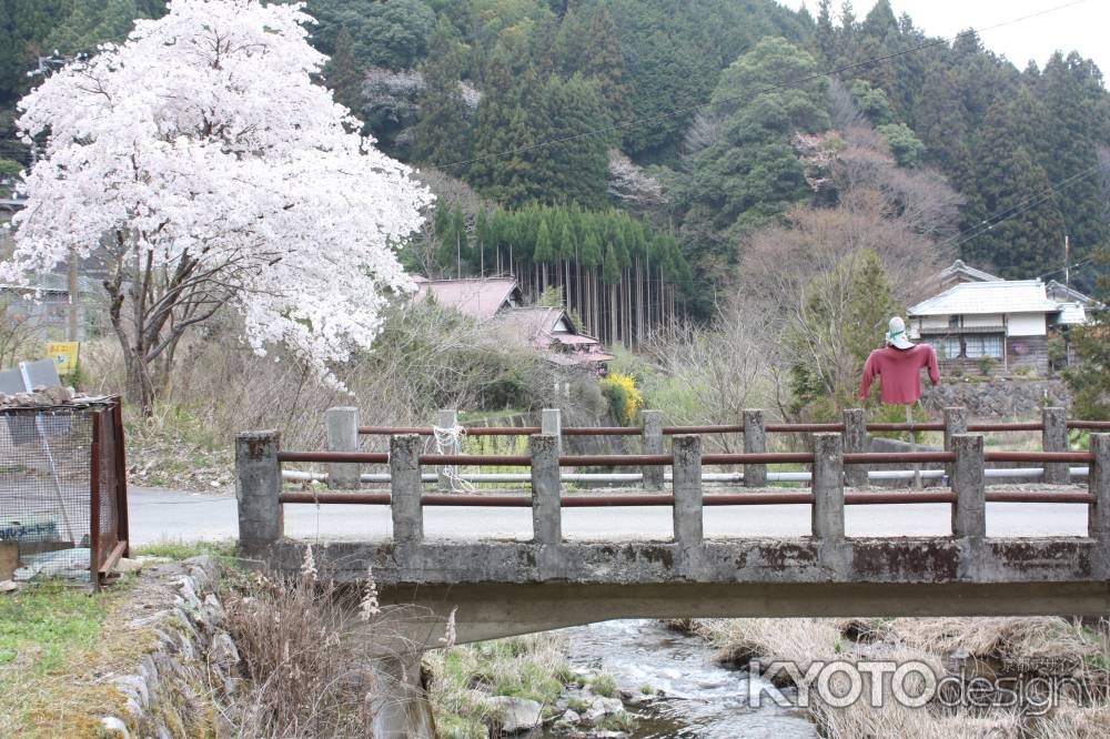 かかしと桜