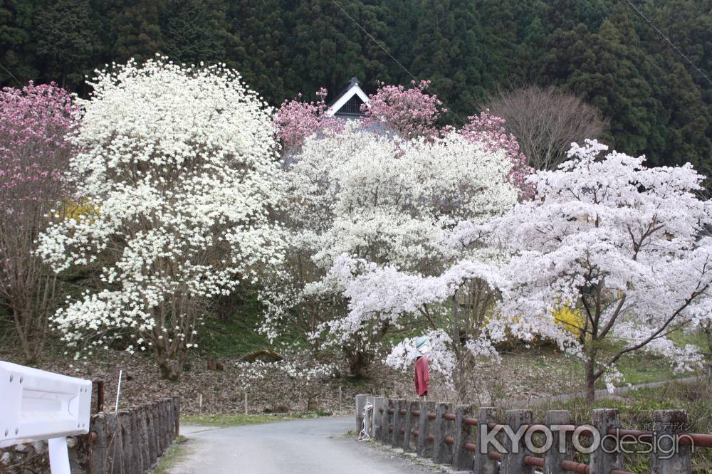 かかしと桜