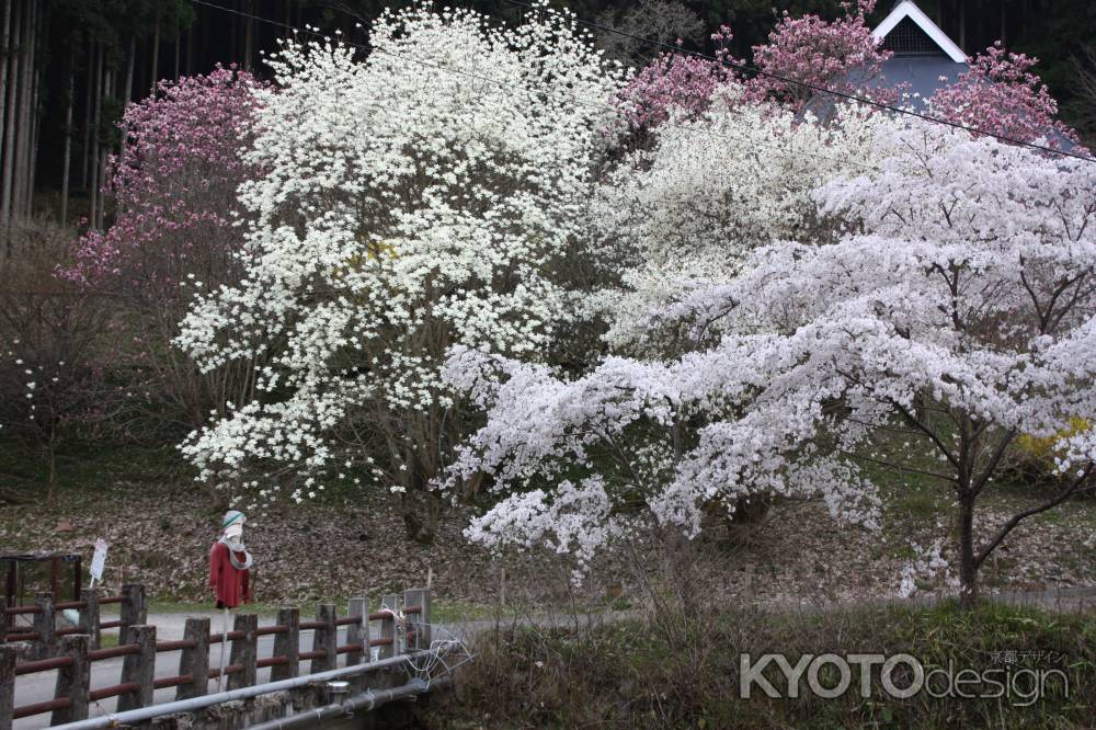 かかしと桜