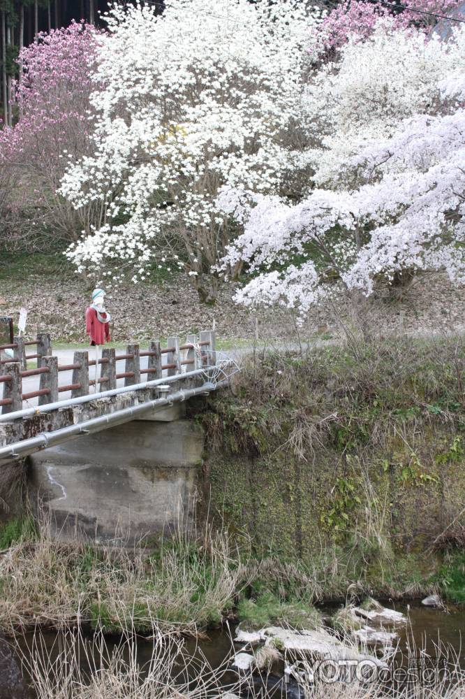 かかしと桜