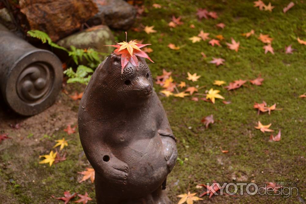 たぬきに乗った紅葉