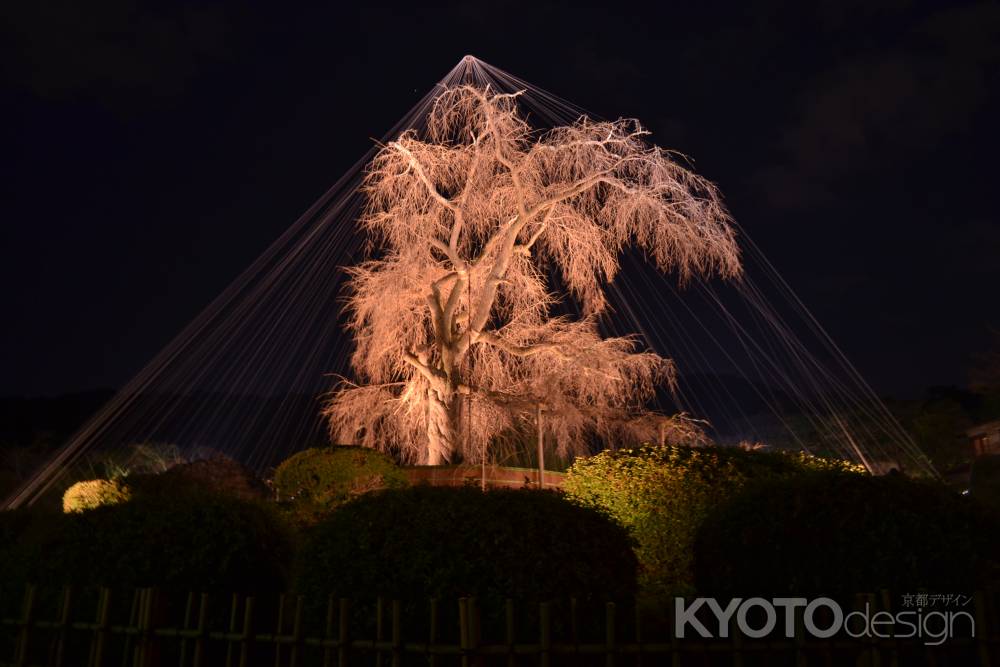 円山公園の枝垂れ桜