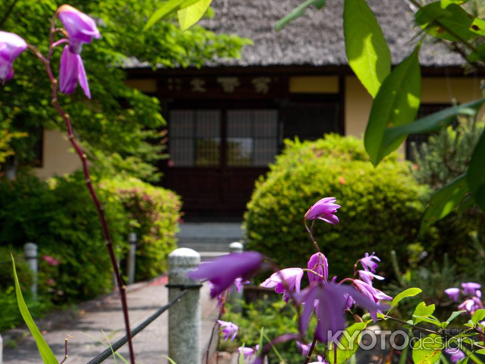 瑞光寺のカキツバタ