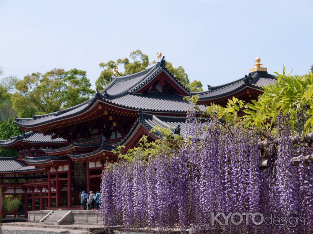 平等院の藤