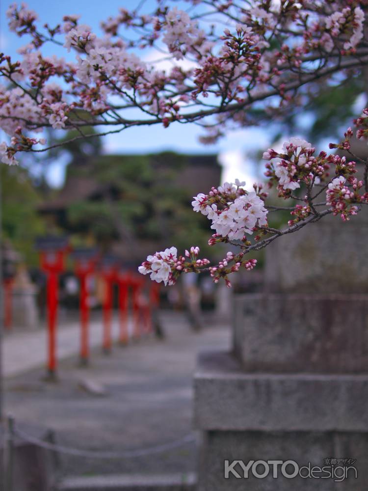 豊国神社の桜