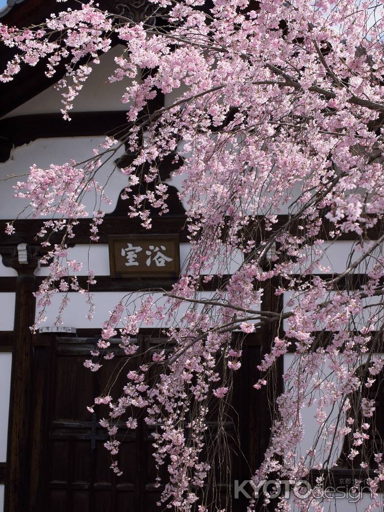 建仁寺　浴室前の枝垂れ桜