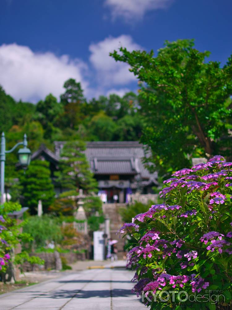 柳谷観音楊谷寺の紫陽花