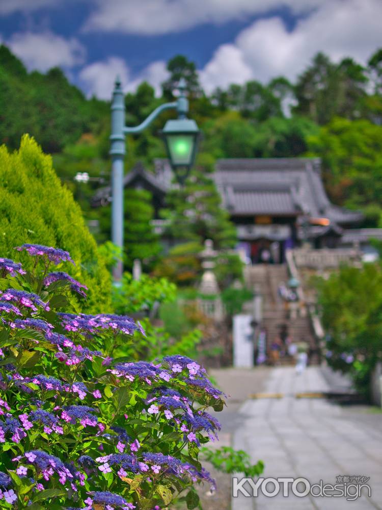 柳谷観音楊谷寺の紫陽花