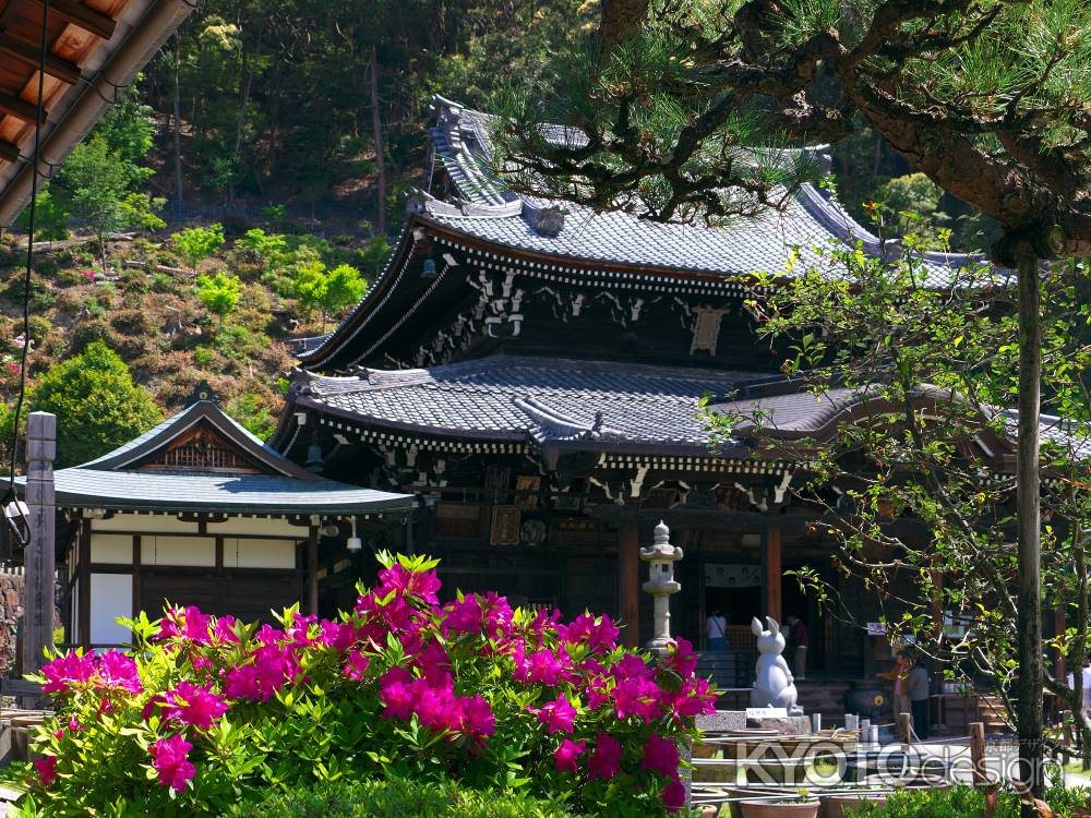 三室戸寺本堂前のつつじ