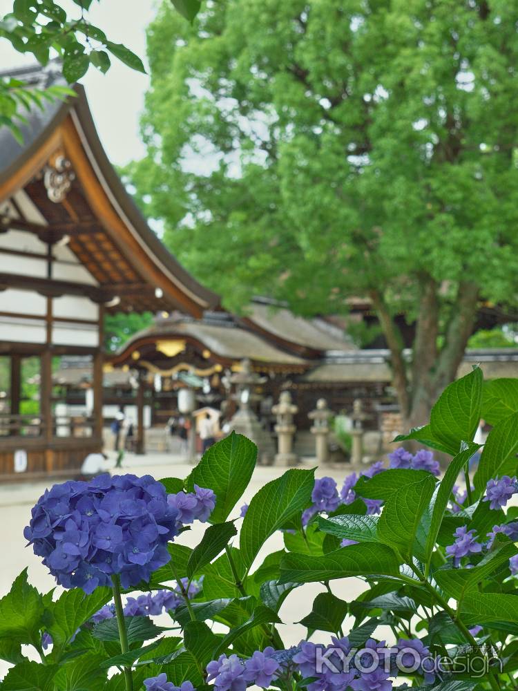 藤森神社と紫陽花