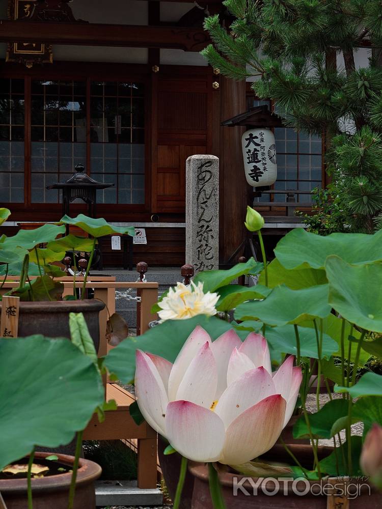 引接山極楽院大蓮寺の蓮