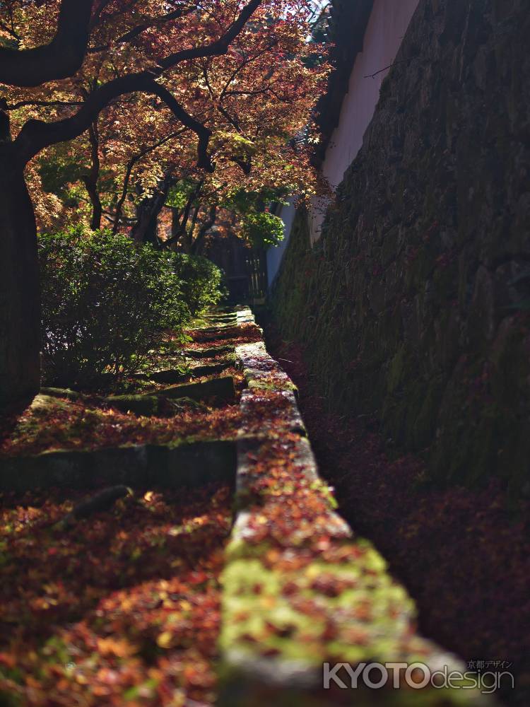 一休寺参道の紅葉の落葉