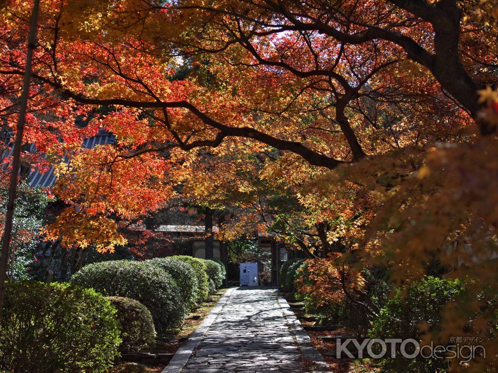 一休寺参道の陽光に輝く紅葉