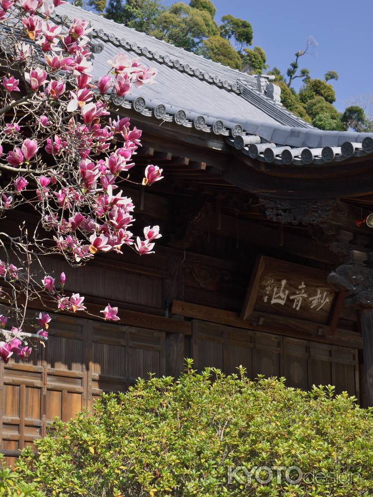 観音寺の紫木蓮