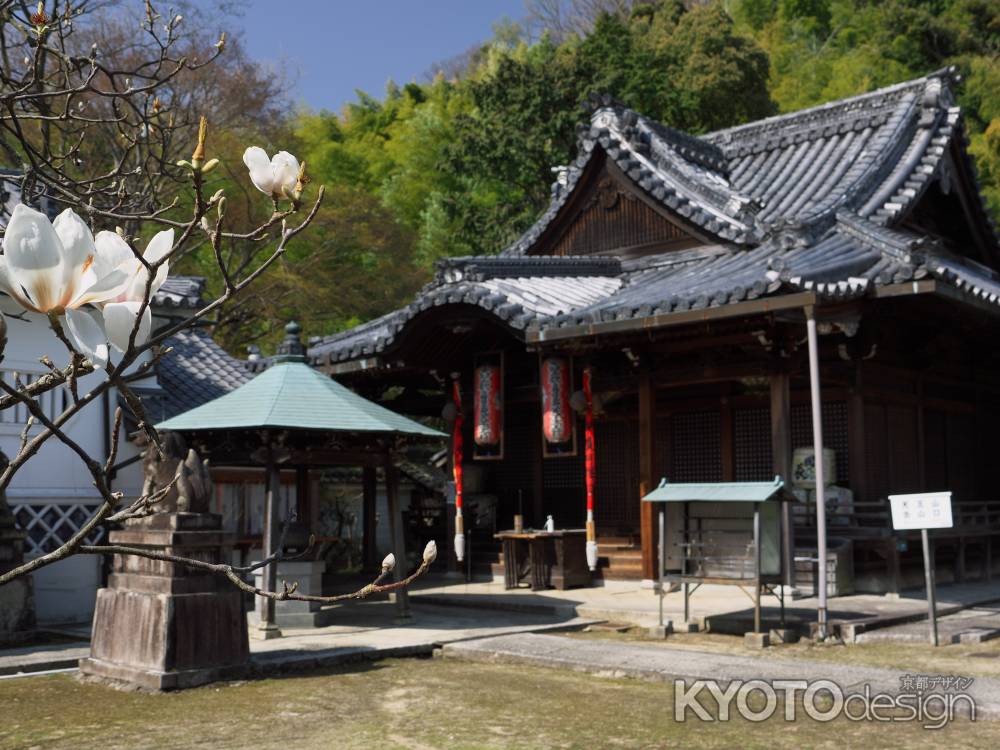 観音寺のモクレン