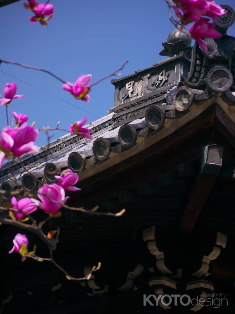 本教寺の紫木蓮