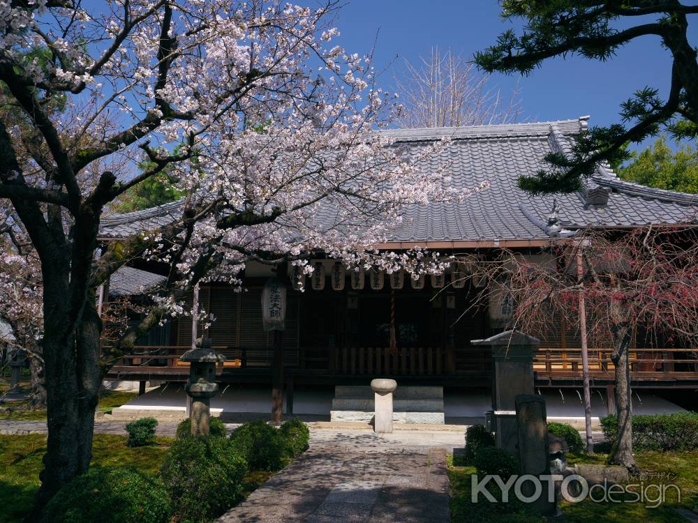 安楽寿院の桜