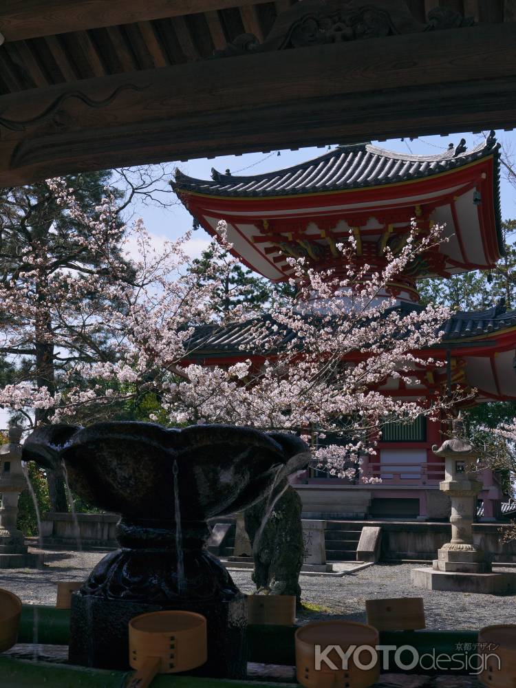 知恩院多宝塔の桜