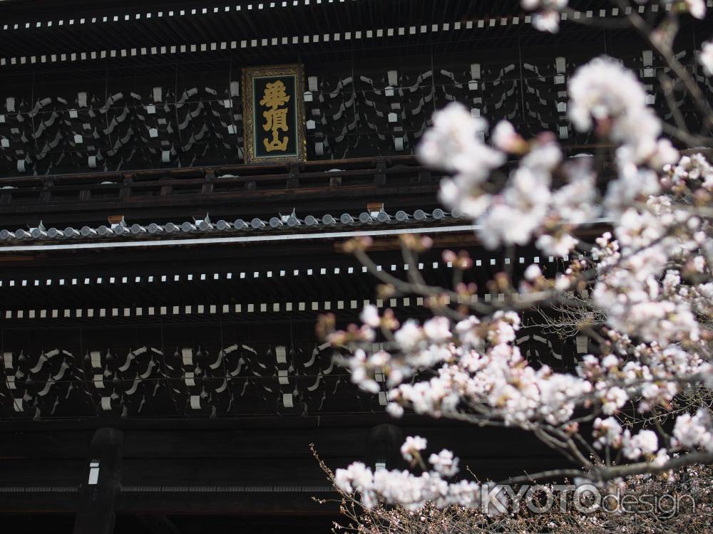 知恩院三門と桜