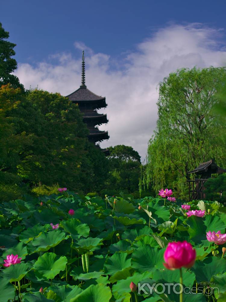 東寺五重塔と蓮