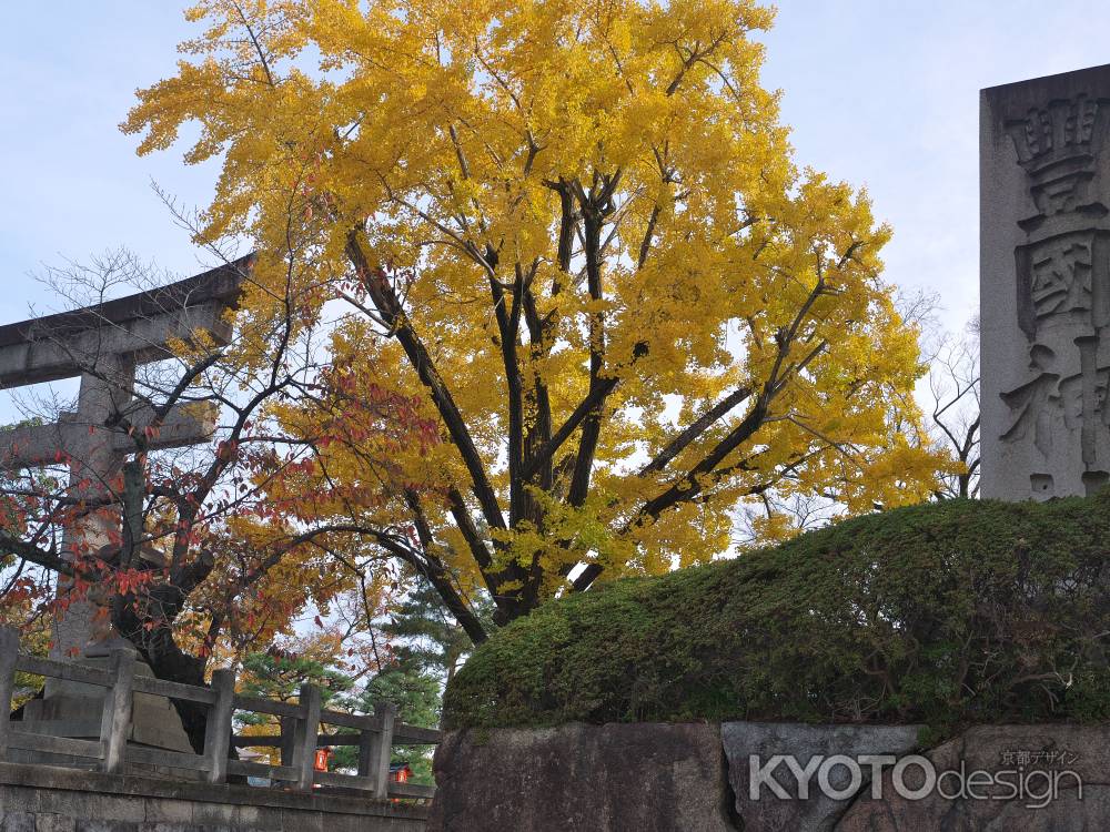 豊国神社の大銀杏