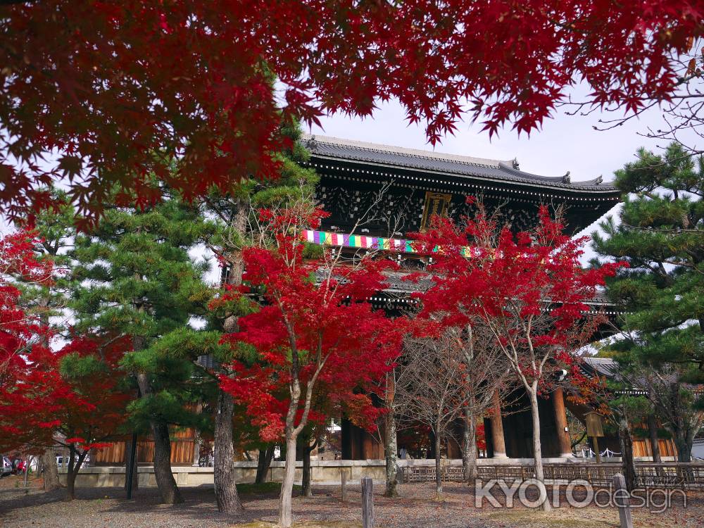 金戒光明寺の山門と紅葉