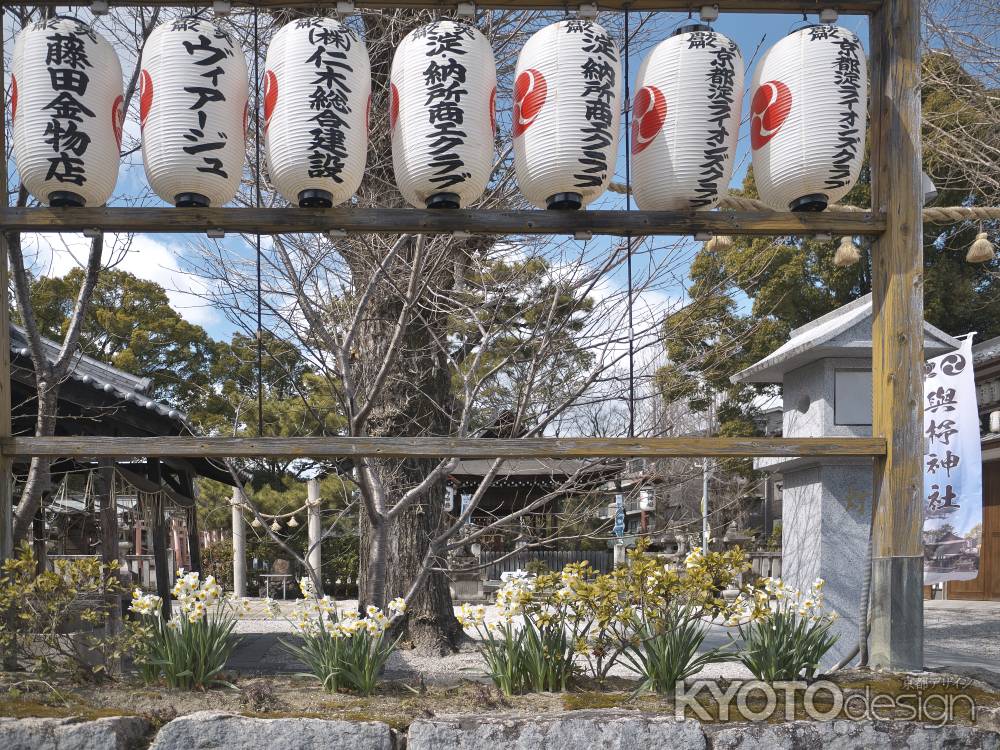 與杼神社の水仙1