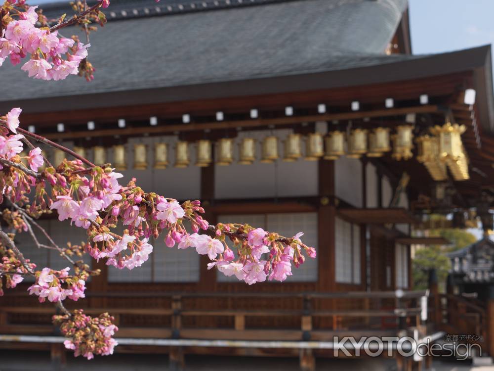 東寺の河津桜1