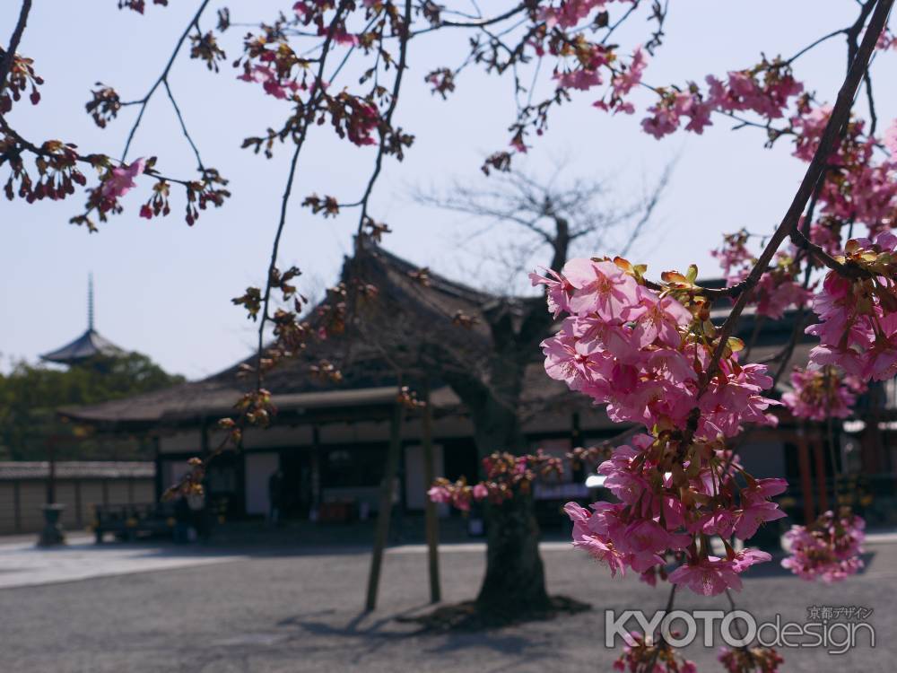 東寺の河津桜2