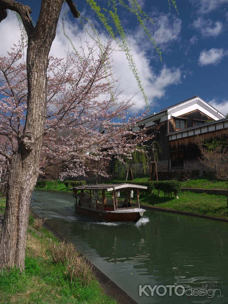 伏見の十石船と桜