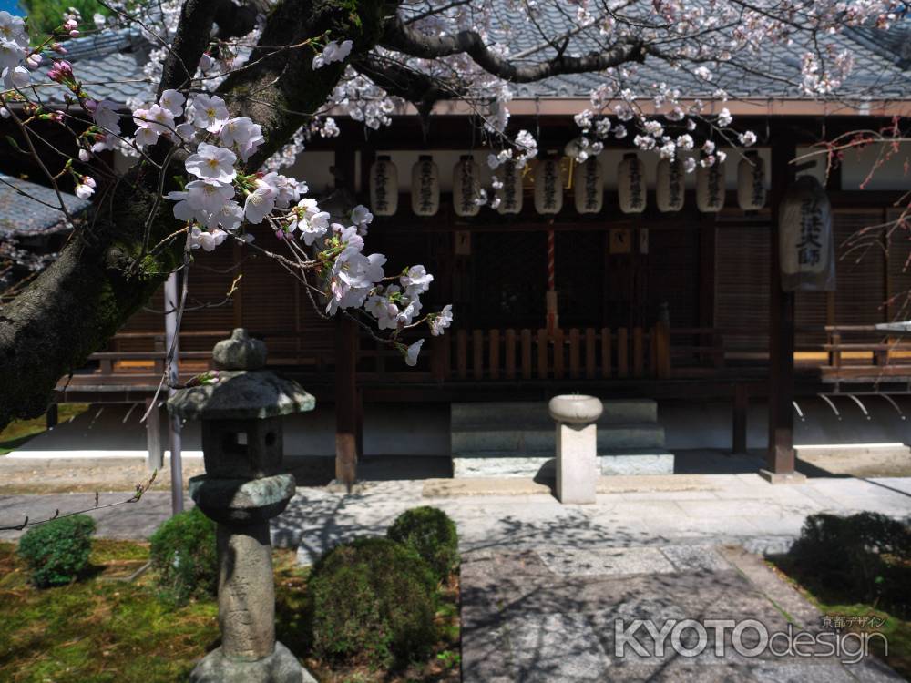 安楽寿院大師堂前の桜