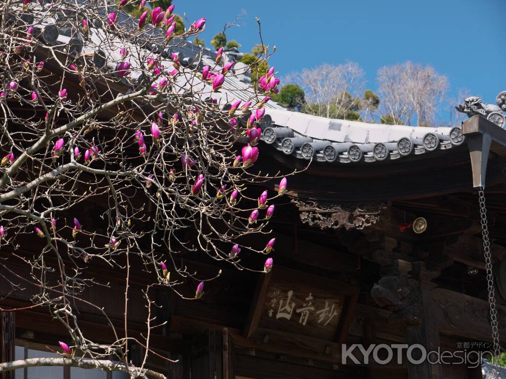 山崎聖天の本堂横の紫木蓮