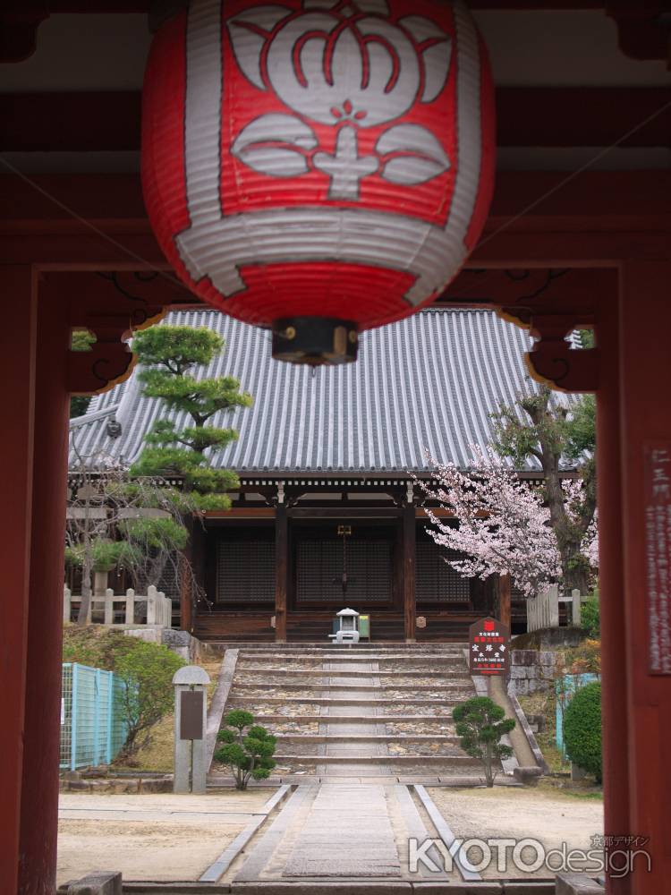 宝塔寺仁王門から見る桜