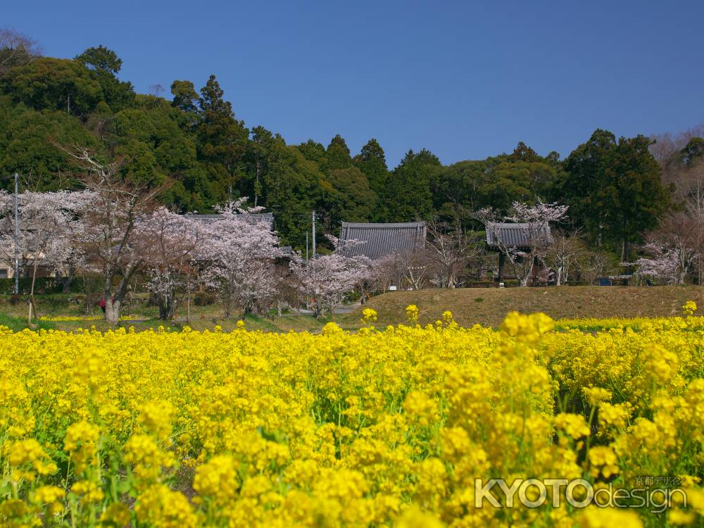 大御堂観音寺の菜の花と桜